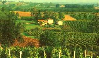 Small vineyads